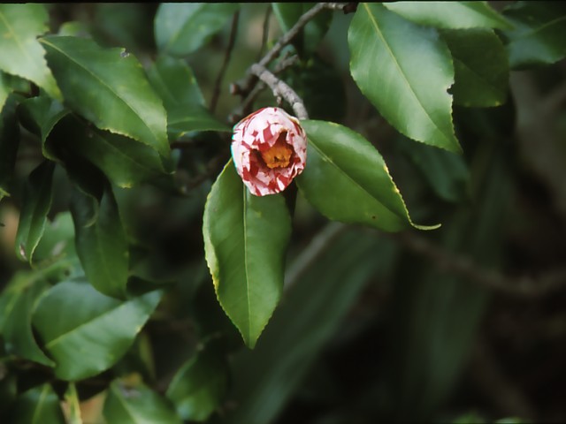 b0074377_1236141.jpg