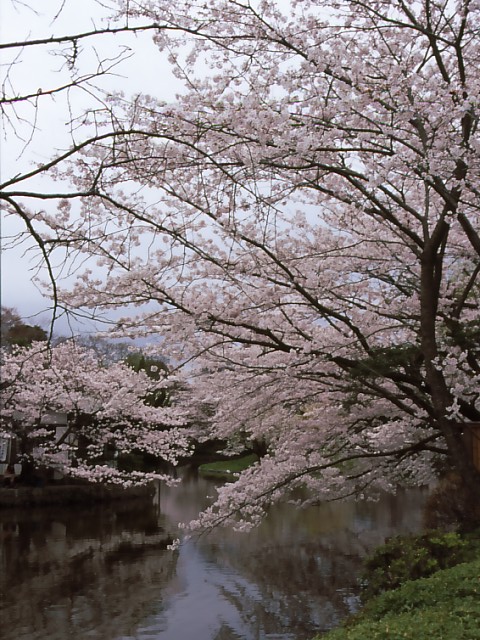 源氏池の桜2_b0074377_1253105.jpg