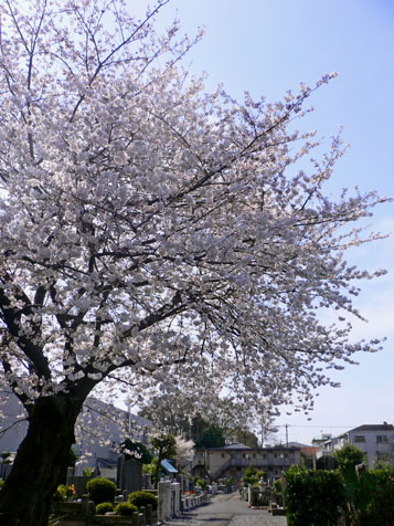 ３月２９日、土曜日の桜その３そして春の花♪_e0112077_1974610.jpg