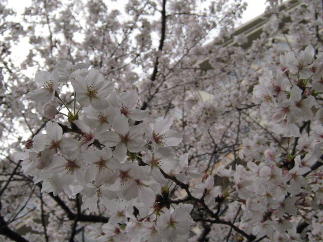 ｓａｋｕｒａ・さくら・桜♪_d0114780_04433.jpg