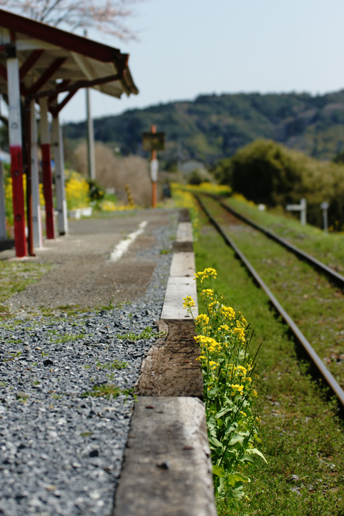 見送る花　迎える花_f0063686_18315851.jpg