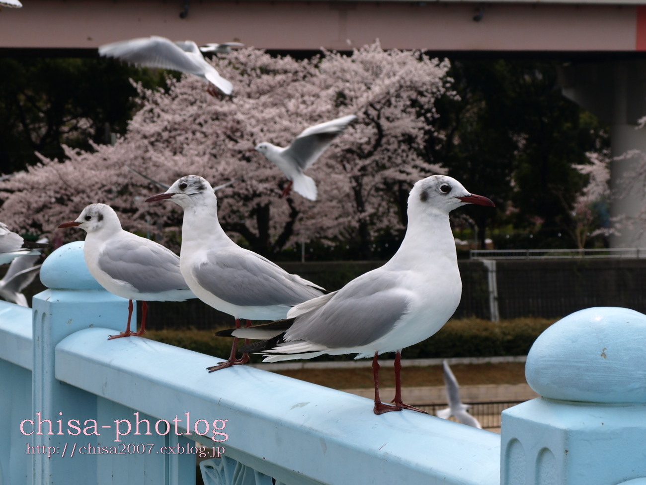 ユリカモメさんもお花見_c0158998_13151761.jpg