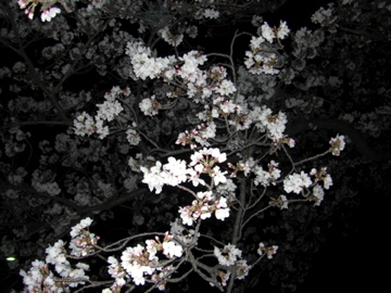 花見_f0136098_1154811.jpg