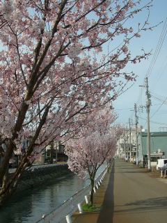 桜見つけた！_b0110601_7403911.jpg