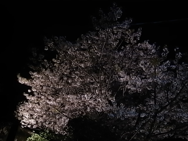 桜　はじめました_f0146105_13394812.jpg