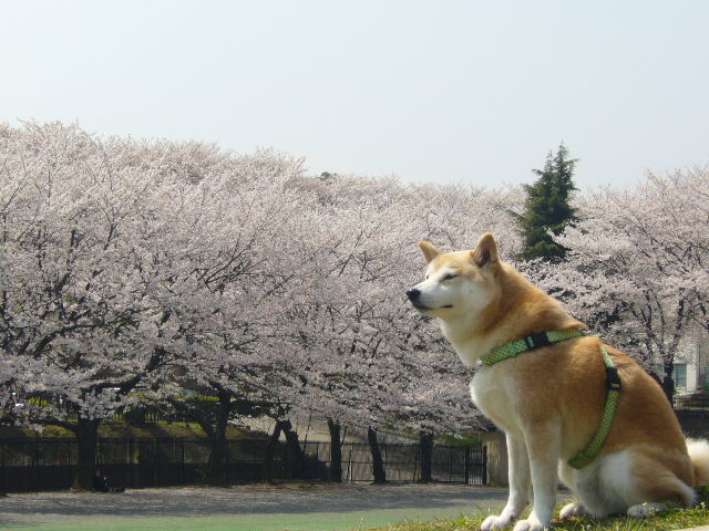 e0131506_0512668.jpg