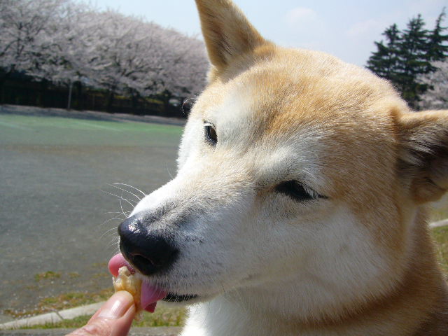 e0131506_1352648.jpg