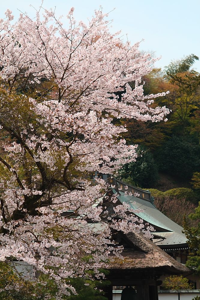 お寺と桜_e0140108_2048111.jpg