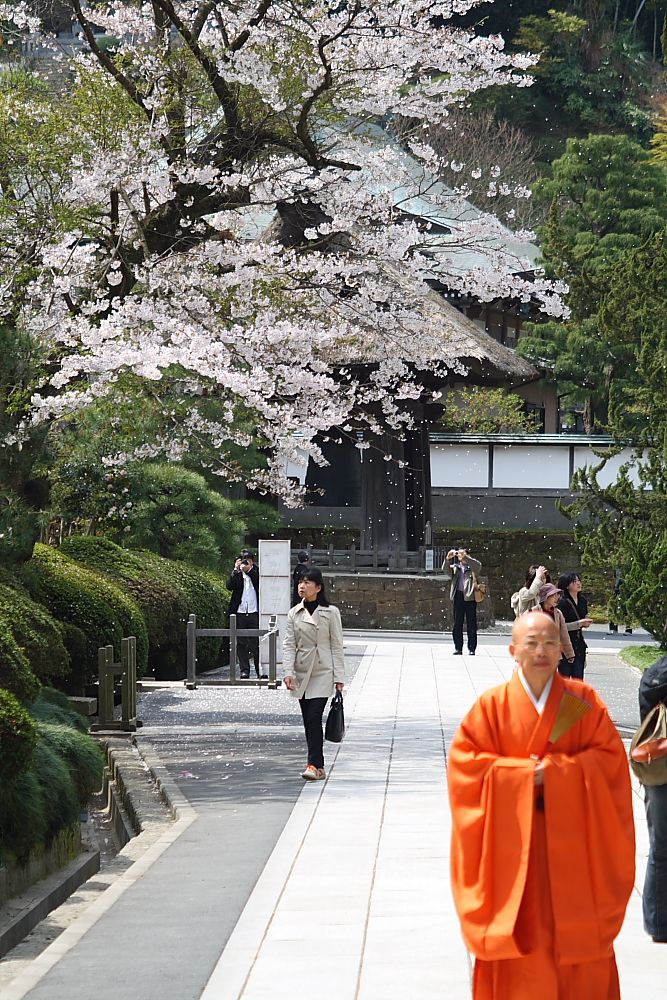 お寺と桜_e0140108_2052165.jpg