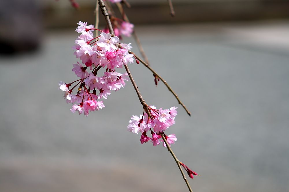 お寺と桜_e0140108_214093.jpg