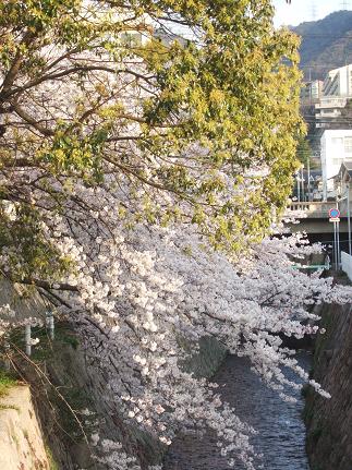 朝桜_c0104209_8553725.jpg