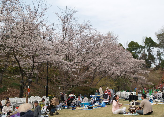 広島市植物公園の桜_c0116915_23493069.jpg