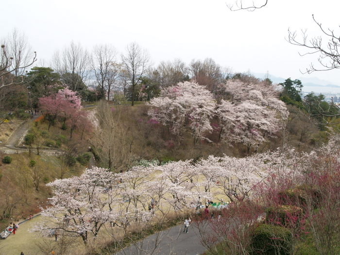 広島市植物公園の桜_c0116915_23505883.jpg