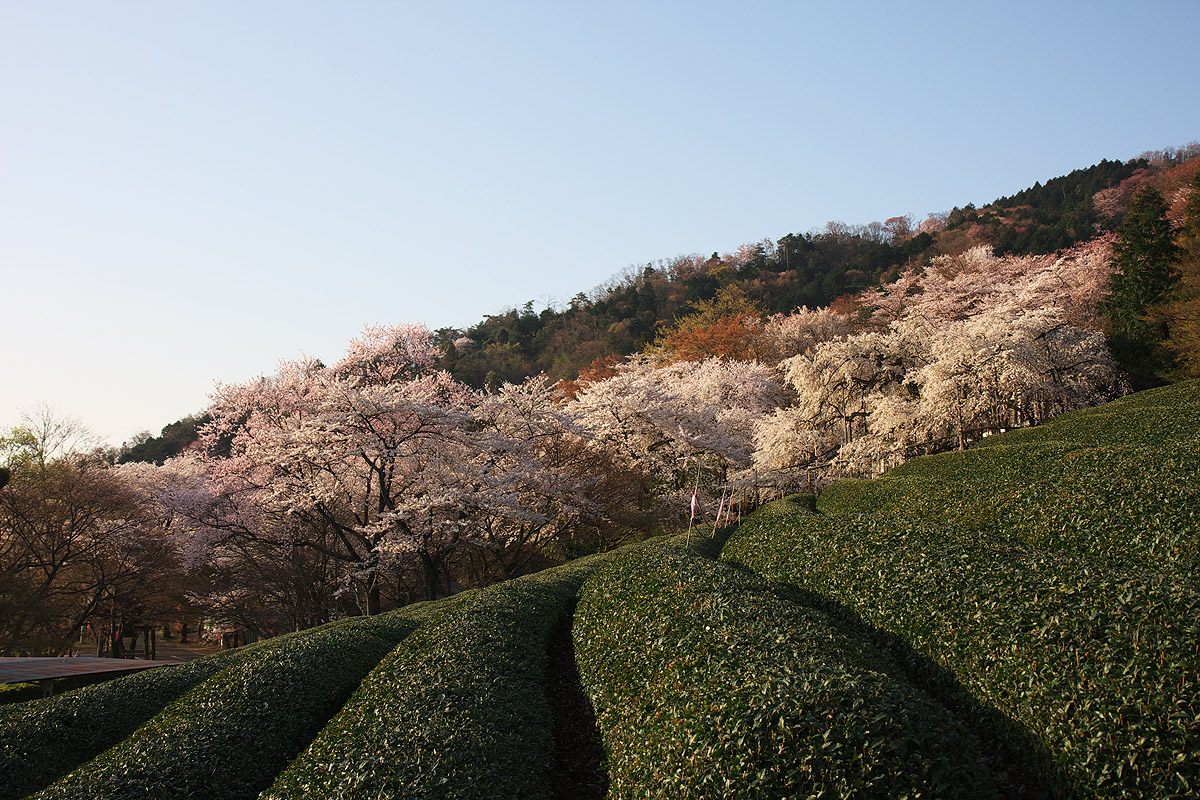 霞間ヶ渓の桜08 岐阜県揖斐郡池田町 びっと飴 霞間ヶ渓の桜08 岐阜県揖斐郡池田町 びっと飴