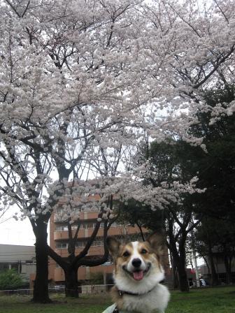 桜が満開です♪_f0155118_828452.jpg