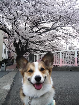 桜が満開です♪_f0155118_8334626.jpg