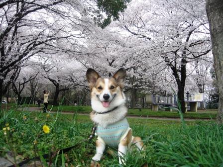 桜が満開です♪_f0155118_8365941.jpg