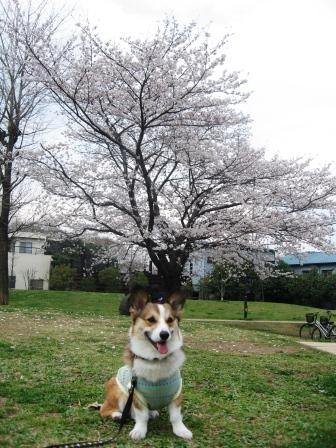 桜が満開です♪_f0155118_8464782.jpg