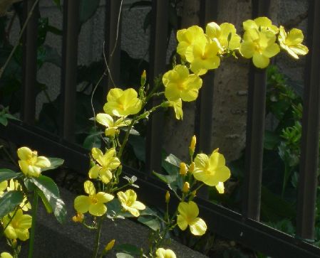 雲南月光花 日々新たに