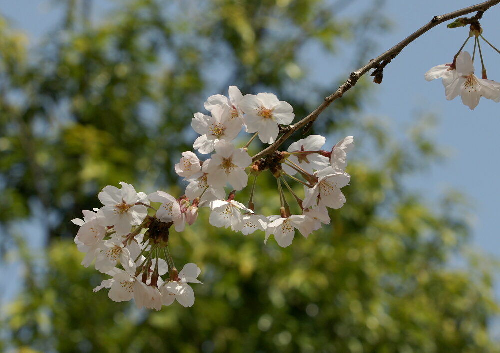 そうか公園の「桜ヒヨドリ」_d0137627_1152887.jpg