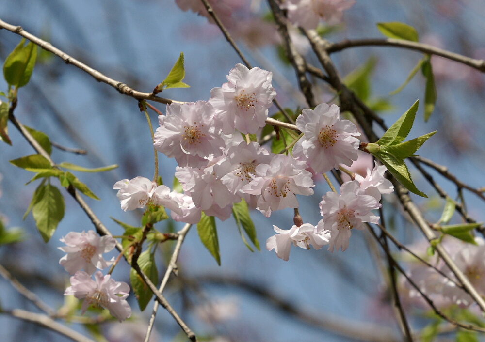 そうか公園の「桜ヒヨドリ」_d0137627_1185660.jpg