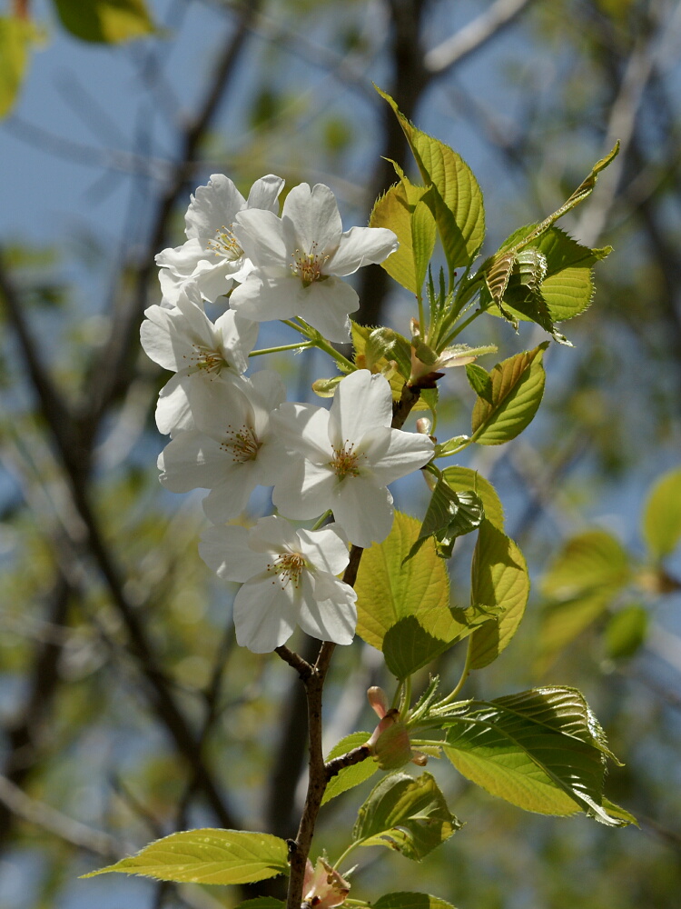 そうか公園の「桜ヒヨドリ」_d0137627_1204261.jpg