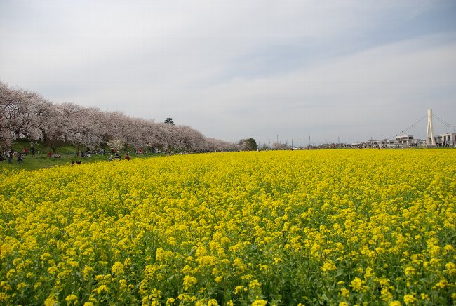 桜と菜の花_c0042929_22104948.jpg