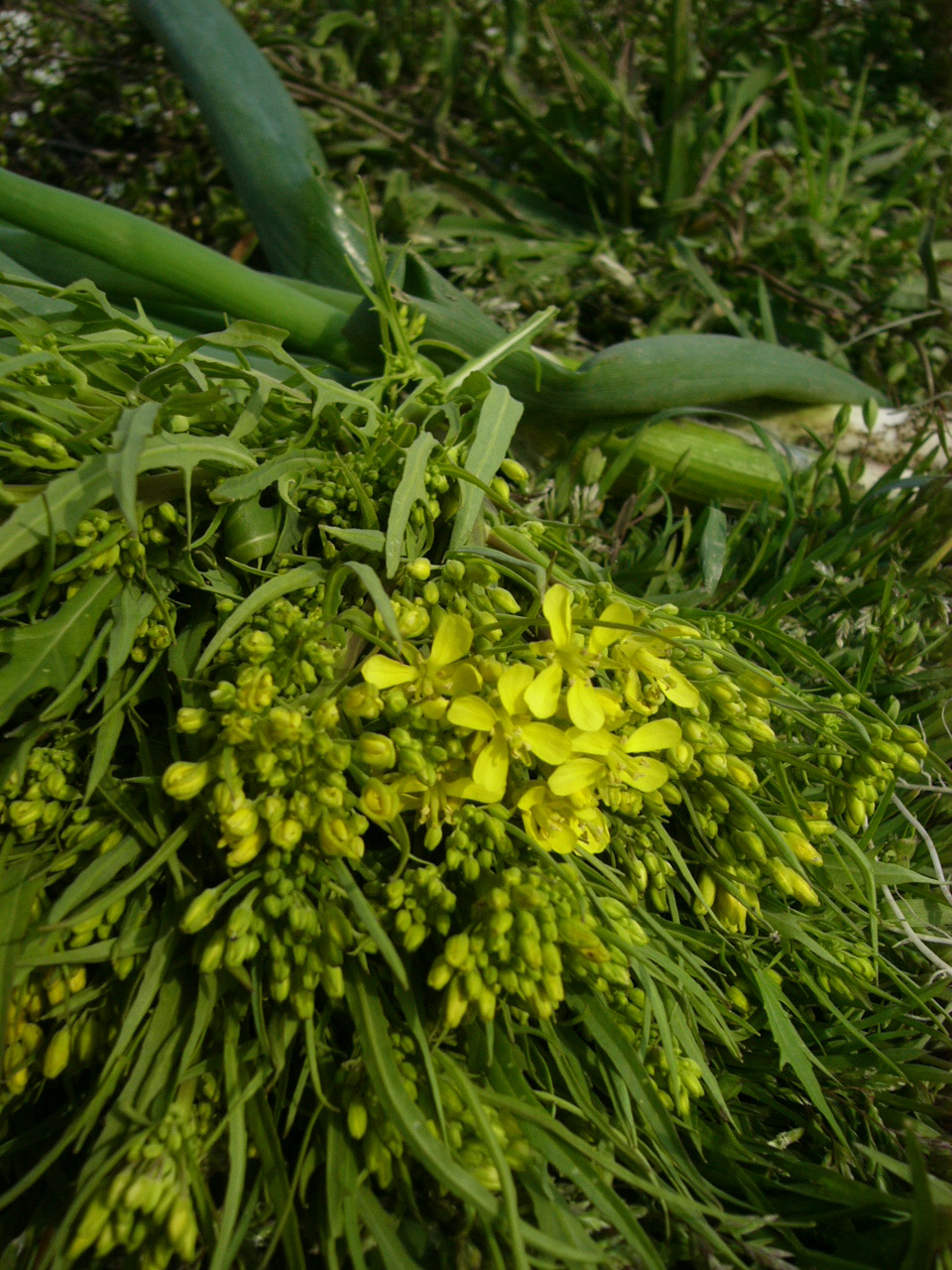 f0124729_2318891.jpg