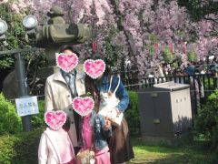 上野公園お花見＆５本指ソックス_c0140230_21261829.jpg