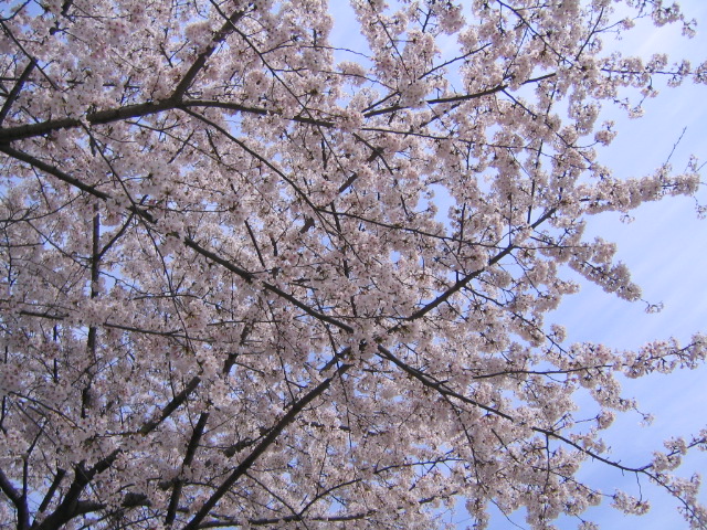 中之島公園でお花見 部長の記録 中之島公園でお花見 部長の記録