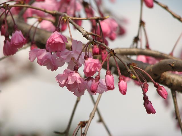 花のみち　Ⅲ　＜桜＞　宝塚歌劇とジャングル大帝レオ_f0099535_19373511.jpg