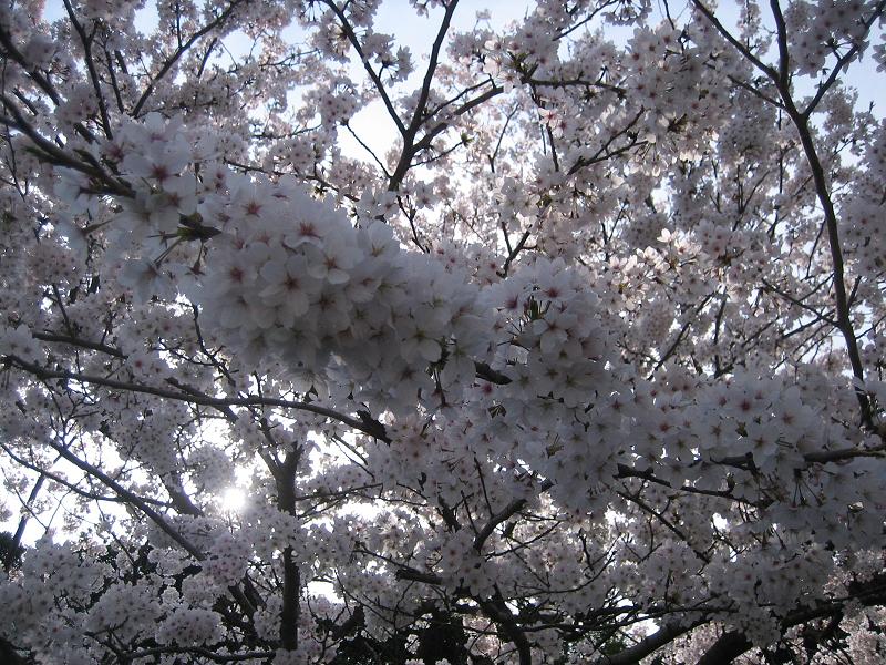 薬師庵の桜。_b0133440_19431670.jpg