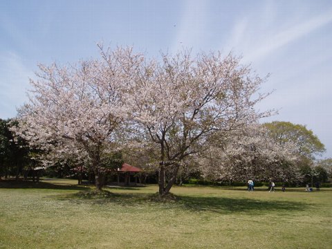 久里浜から暴走、いや、房総。（大房岬自然公園）_c0012640_21475888.jpg