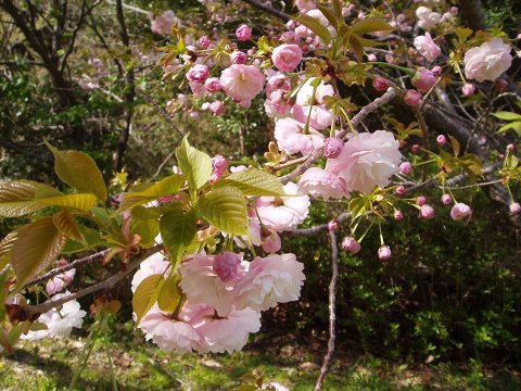 久里浜から暴走、いや、房総。（大房岬自然公園）_c0012640_22144456.jpg