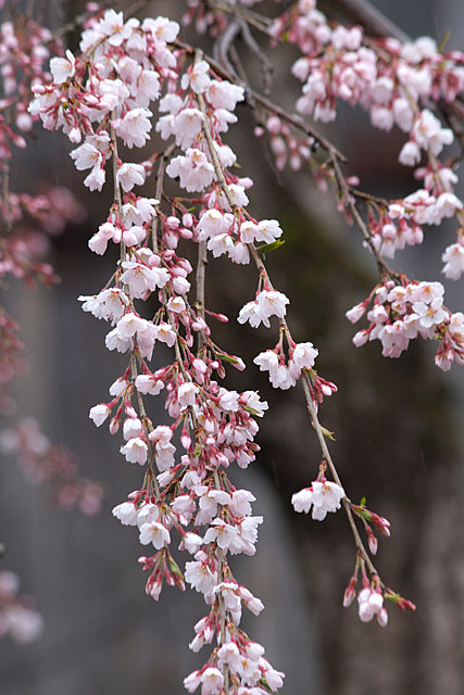 但馬桜行脚’０８　＃２_c0067040_2133469.jpg