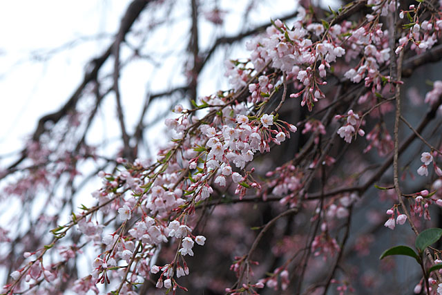 但馬桜行脚’０８　＃２_c0067040_21392818.jpg