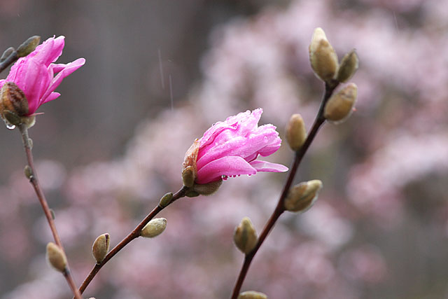 但馬桜行脚’０８　＃２_c0067040_21394191.jpg