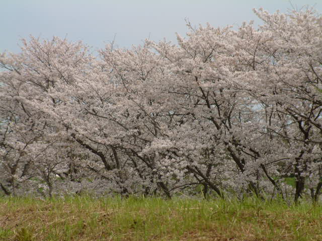 桜と・・・_d0148941_1853773.jpg