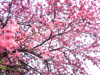 f0134642_23203926.gif