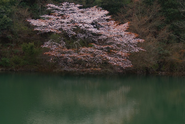 朝日に匂う山桜花_c0075744_1683253.jpg
