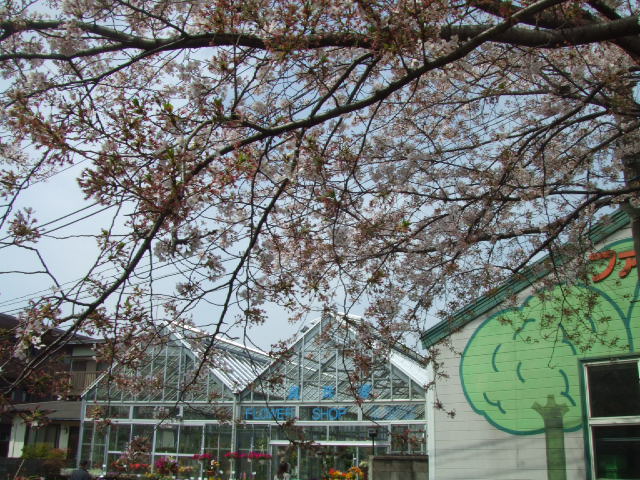 大泉学園・桜吹雪とおいしいもの♪_c0071545_18543794.jpg