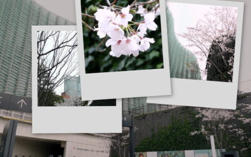 六本木の桜_a0009747_23182250.jpg