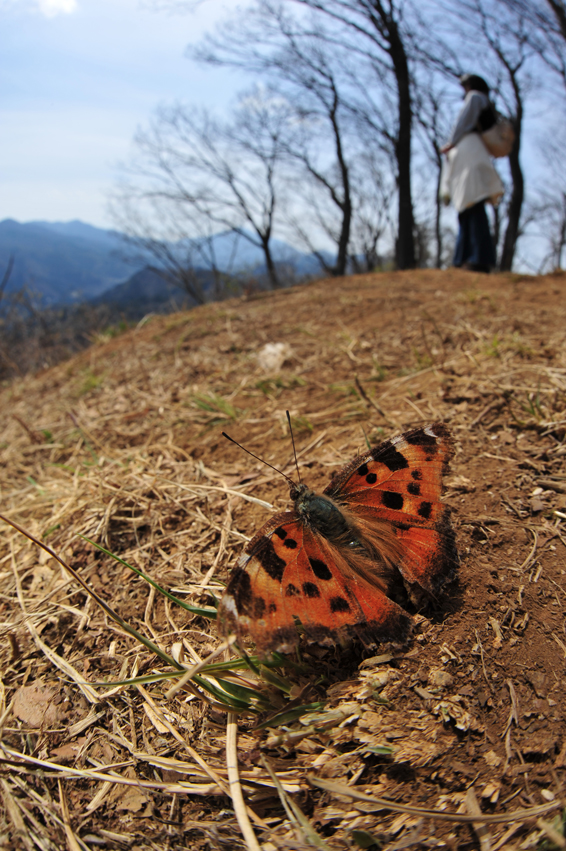 4月５日　石砂山のギフ_b0089049_20474779.jpg