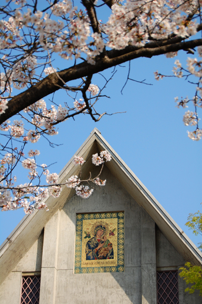 鎌倉の桜・その2_a0003650_22525130.jpg