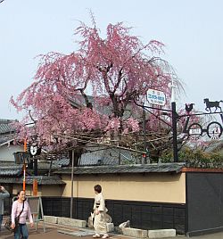 犬山祭り_c0021551_23262347.jpg