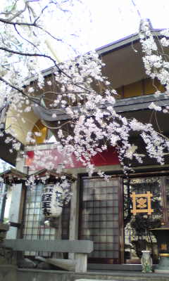 経王寺の桜。_b0043952_1653572.jpg