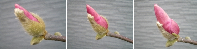 c0118352_10113733.jpg