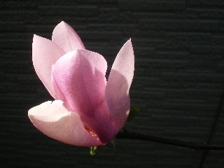 c0118352_10132892.jpg