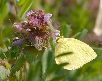 e0035757_0341477.jpg