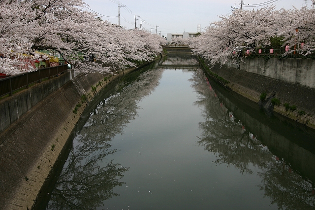 満開の川べりの桜　その２_d0152261_18162256.jpg